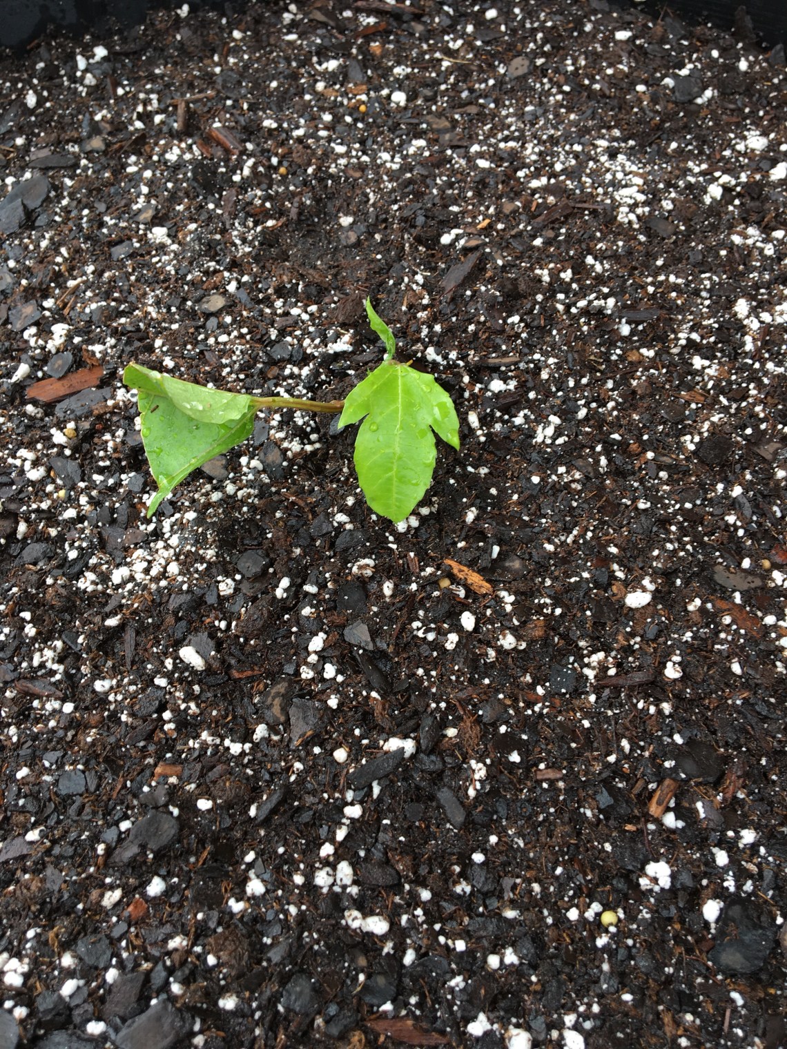 Passion Fruit Vine Possum Purple